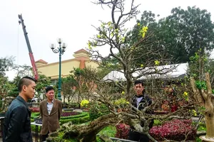 Cận cảnh 'cụ' hoàng mai 5 tỉ đồng tại chợ hoa Quảng Bình