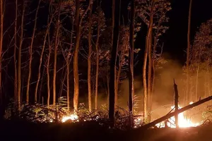 Đốt rẫy làm cháy 5 ha rừng