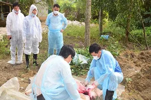 Dịch tả lợn châu Phi đã lan đến Thừa Thiên Huế