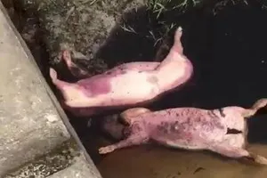  Thừa Thiên-Huế: Heo chết bị vứt bừa bãi dưới kênh nước