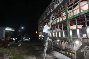 Xuất hiện dịch tả heo châu Phi tại Quảng Trị