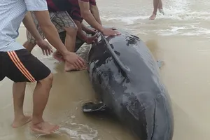 Cá heo nặng hơn 300 kg được người dân đưa trở lại biển