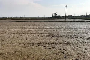 Dây điện sà xuống đất khiến 1 phụ nữ đang làm ruộng tử vong