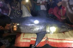 Cá mập xanh dạt vào bờ biển Quảng Trị