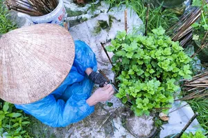 Nông dân Huế đội mưa rét chăm sóc hoa Tết