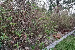 Thay vì vứt bỏ, người dân Huế tặng đào tết cho huyện A Lưới