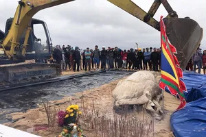 Cá voi nặng gần 1 tấn trôi dạt vào bờ biển Quảng Bình