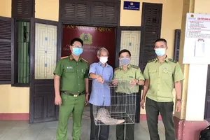 Bất ngờ bắt gặp tê tê vàng quý hiếm lang thang trong thành phố