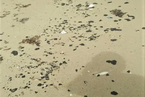 Quảng Trị: Dầu vón cục dạt vào dọc 20 km bờ biển