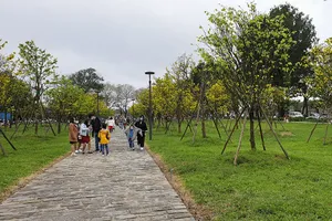 Huế sẽ là xứ sở mai vàng sánh ngang với hoa anh đào của Nhật Bản