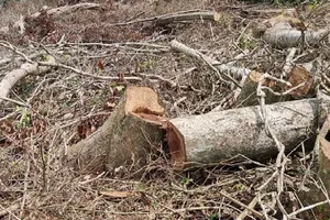 Nhiều ha rừng tự nhiên ở Quảng Trị bị chặt phá