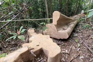 Bộ NN&PTNT đề nghị Quảng Trị xử lý nghiêm vụ phá rừng ở Đakrông