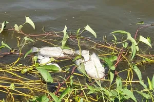 1 hồ ở Quảng Trị liên tục xảy ra hiện tượng cá chết hàng loạt