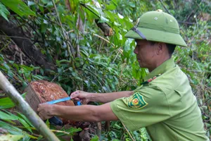 Nhiều cây rừng dọc con suối La La bị đốn hạ 