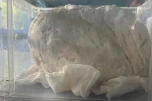 Ngư dân ở Huế vớt được vật nghi là long diên hương quý hiếm