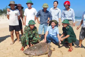 Quảng Trị: Con vích nặng 70 kg được thả về biển