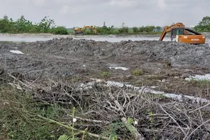 Vụ san ủi rừng ngập mặn: Đình chỉ thi công bờ kè