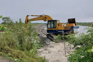 Vụ rừng ngập mặn bị san ủi: Phạt tiền và trồng lại rừng