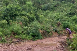 1 phụ nữ bị phạt 85 triệu vì khai thác rừng phòng hộ