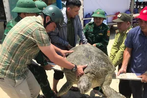 Thừa Thiên Huế: Thả về biển cá thể vích nặng 100kg