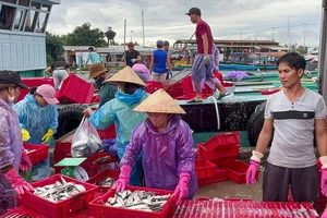 Thừa Thiên Huế: Không có tàu cá vi phạm đánh bắt cá trái phép