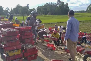 Quảng Trị: Người dân gom 5 tấn cá giúp tài xế bị lật xe 