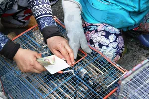 Thừa Thiên Huế: Cấm mua bán chim phóng sinh trong khuôn viên chùa