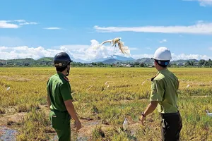 Tiêu hủy hàng trăm bẫy chim trời