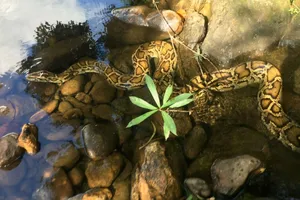 Con trăn 'khủng' từng nuốt chửng 1 con dê được thả về rừng