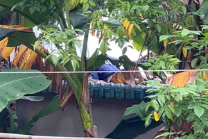 Nhân viên viễn thông tử vong khi sửa dây mạng Internet