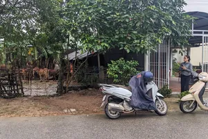 Cả khu phố đi tìm giúp hơn 70 con bò bị lũ cuốn trôi