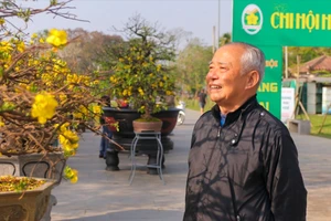 Ngắm những gốc mai Huế ‘độc, đắc’