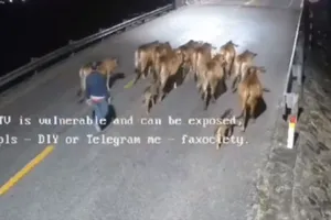 12 con bò bị kẻ lạ mặt lùa đi trong đêm