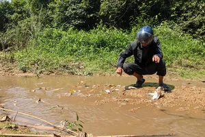 Cá chết trắng khe, mùi hôi nồng nặc, người dân chỉ tội trang trại heo xả thải