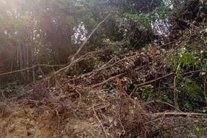 Xử phạt doanh nghiệp và 1 cá nhân trong vụ san ủi rừng tự nhiên