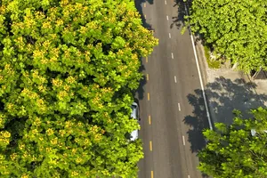 Hoa điệp vàng quyến rũ trên vùng đất cố đô Huế