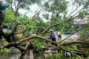 Cây xanh đổ gãy, nhà cửa ở Huế hư hỏng do giông lốc
