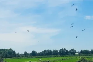 Đàn cò nhạn quý hiếm xuất hiện trên cánh đồng ở Quảng Trị