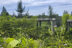 Cỏ cây phủ kín dự án khu đô thị sinh thái biển gần 500 tỉ