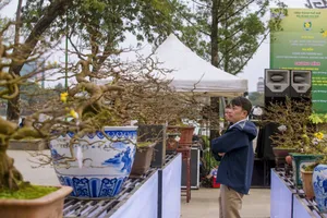 Hàng trăm gốc hoàng mai khoe sắc bên dòng sông Hương