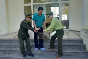 1 cán bộ ở Huế giao nộp con Tê tê java quý hiếm để thả về tự nhiên