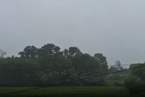 Xuất hiện đàn cò nhạn hàng trăm con trên cánh đồng xứ Huế