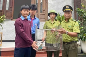 Nam sinh Huế giao nộp chim đuôi cụt bụng đỏ quý hiếm cho kiểm lâm