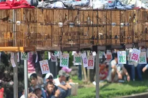 Huế: Khách uống cà phê mang theo chim phải chứng minh nguồn gốc