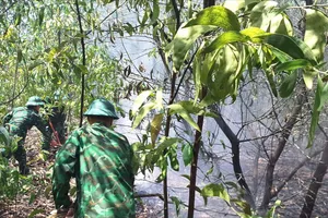 Huy động bộ đội biên phòng, công an, cảnh sát biển để cứu rừng phòng hộ