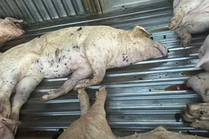 Phát hiện 9 con heo chết bầm đen, không rõ nguồn gốc tại một cơ sở giết mổ 