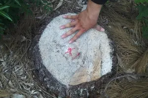 2,5 ha là rừng phòng hộ ven biển ở Huế bị cưa hạ