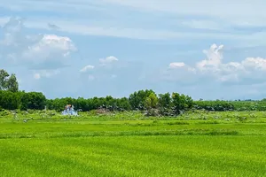 Hàng ngàn con cò ốc quý hiếm xuất hiện trên cánh đồng ở Quảng Trị