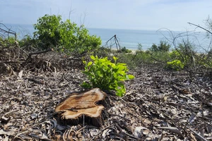 TP Huế báo cáo Thủ tướng vụ 2,5 ha rừng phòng hộ ven biển bị đốn hạ