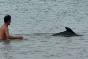 Người dân thích thú khi cá heo xuất hiện ở bãi tắm Cửa Tùng